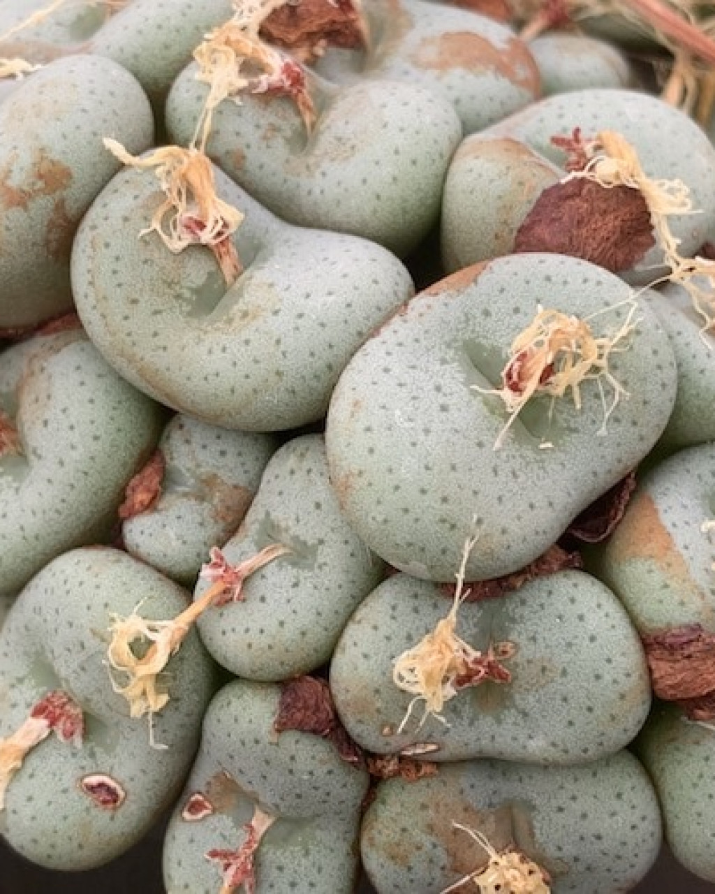 Conophytum jucundum