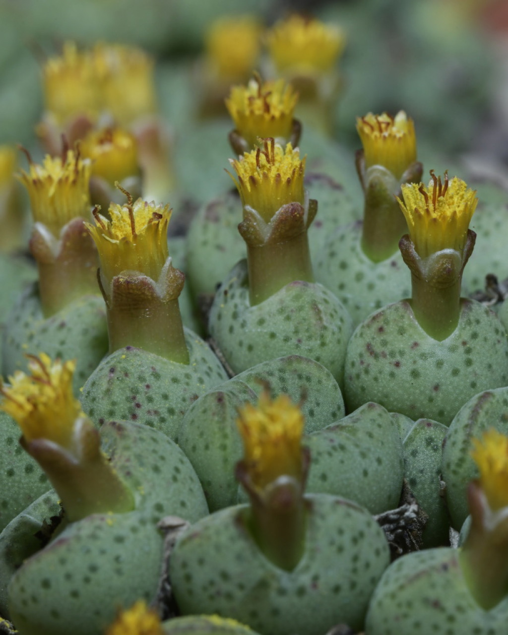 Conophytum klinghardtense