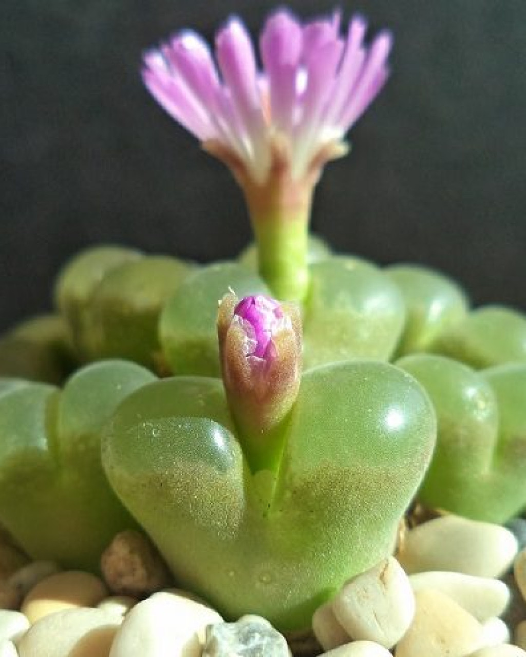 Conophytum limpidum
