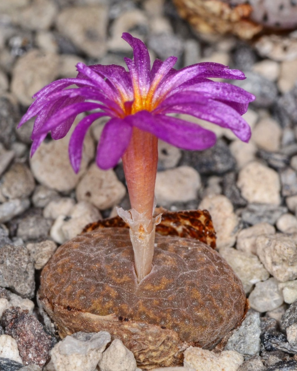 Conophytum lithopsoides