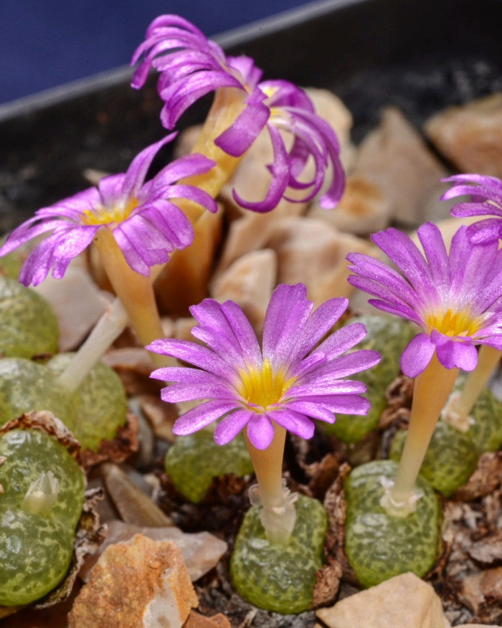 Conophytum lithopsoides 'kennedyi'