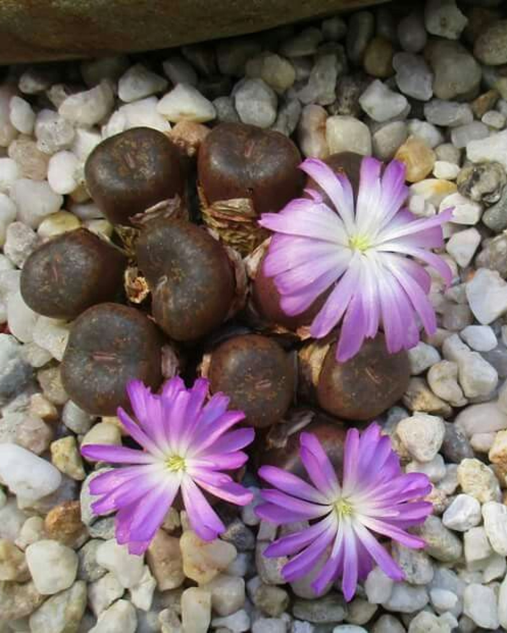 Conophytum lithopsoides subsp. koubergense