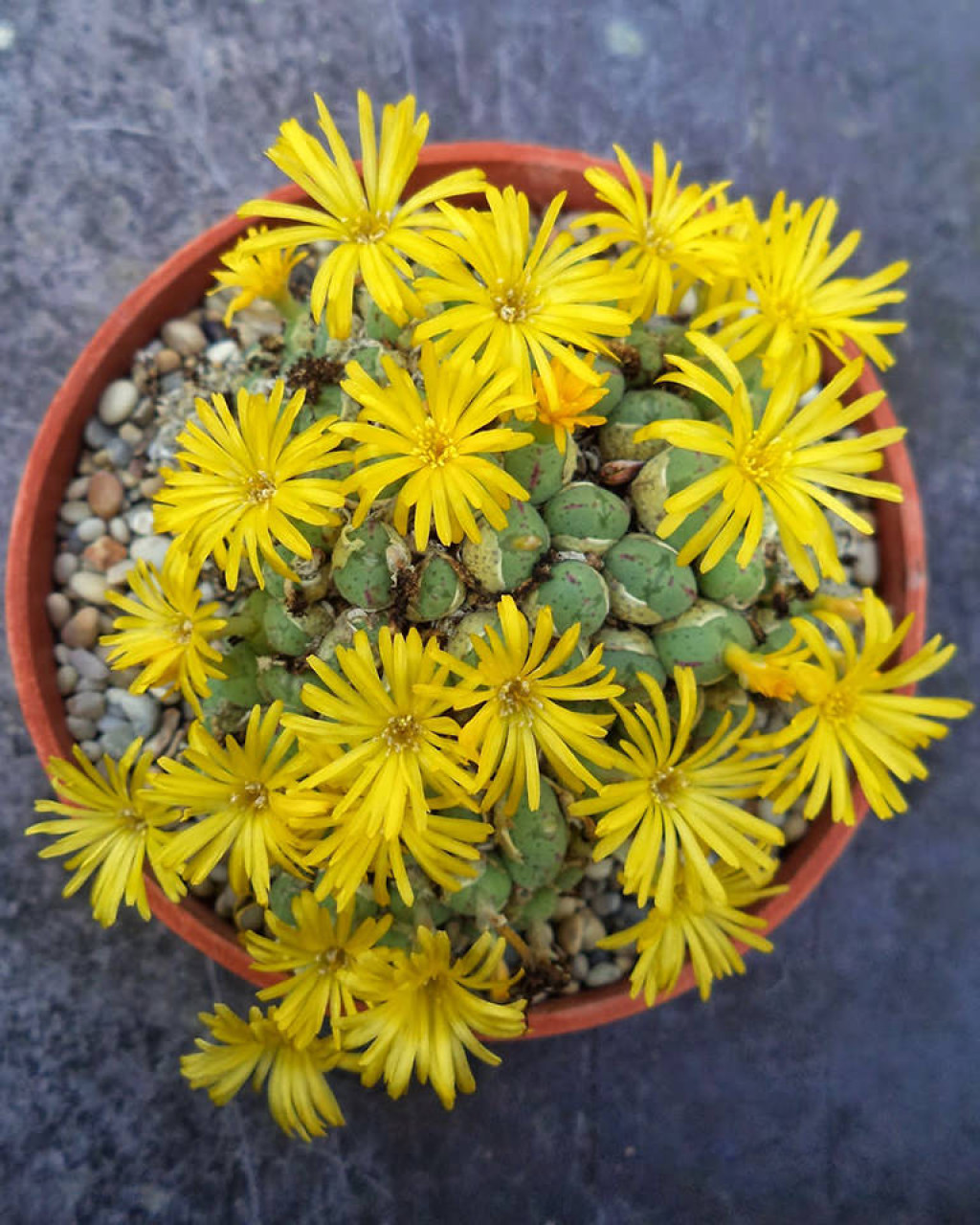 Conophytum longibracteatum