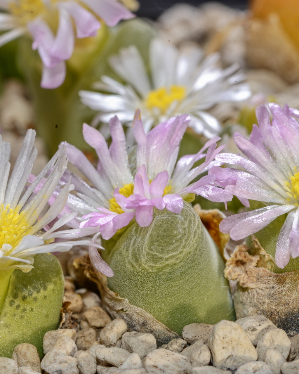 Conophytum longum