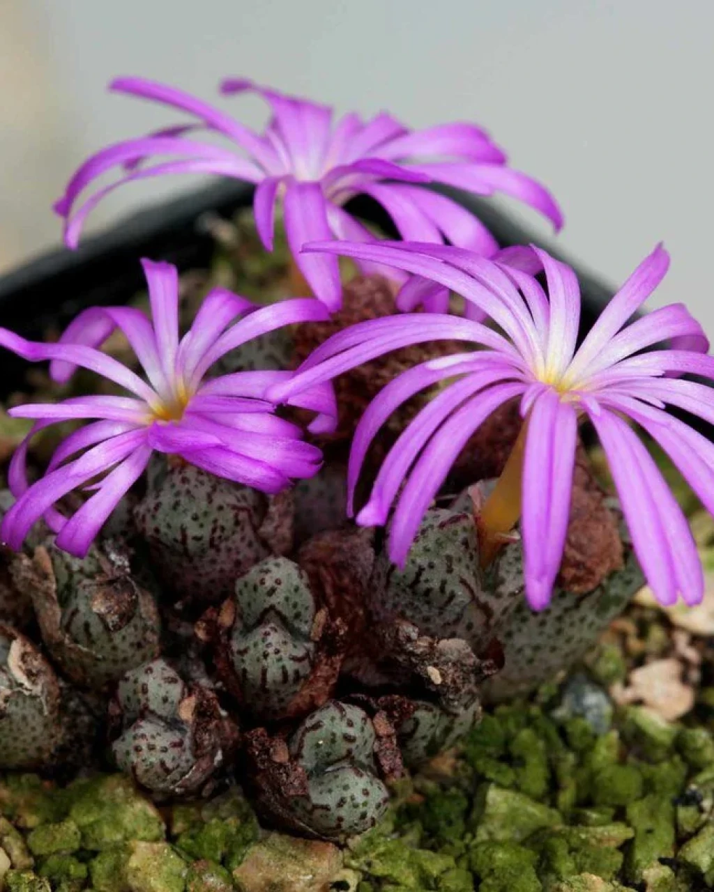 Conophytum luckhoffii