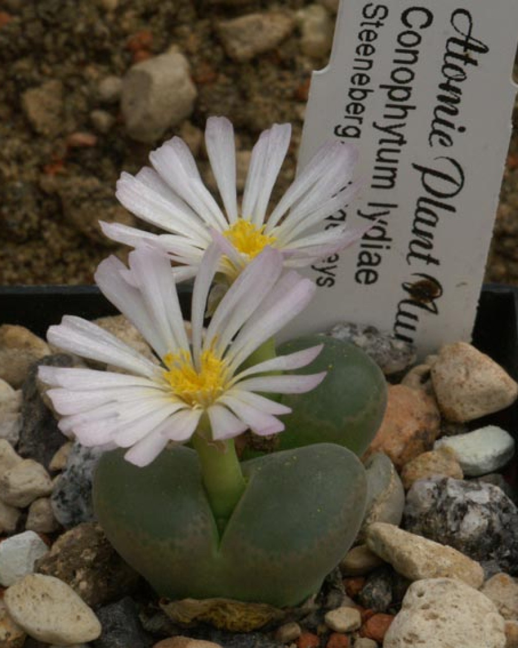 Conophytum lydiae