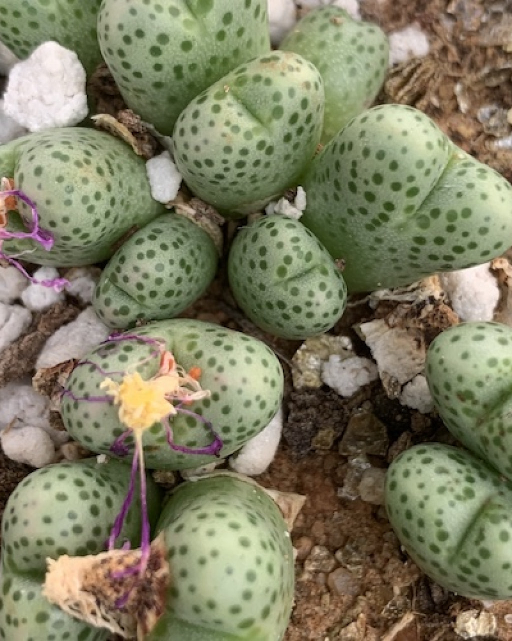 Conophytum marginatum