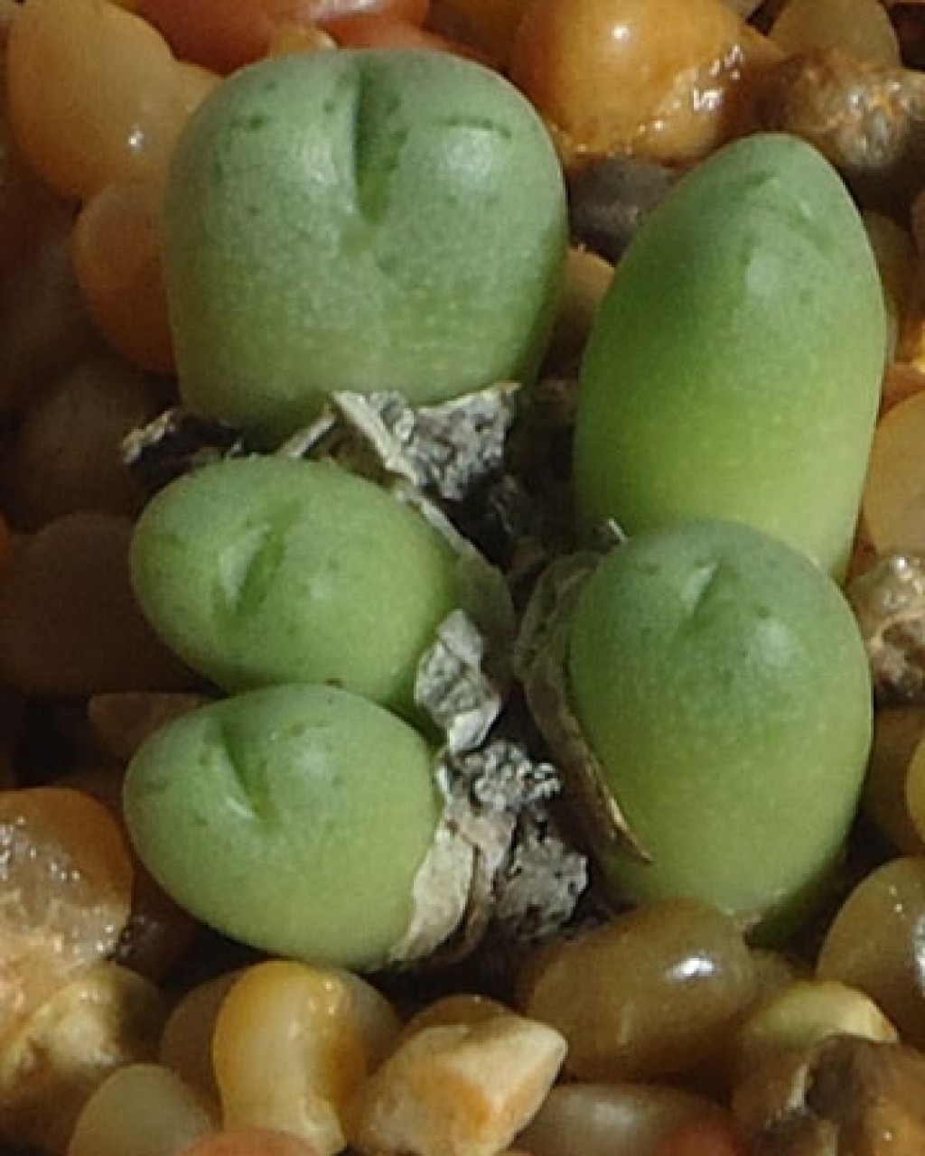 Conophytum Marginatum