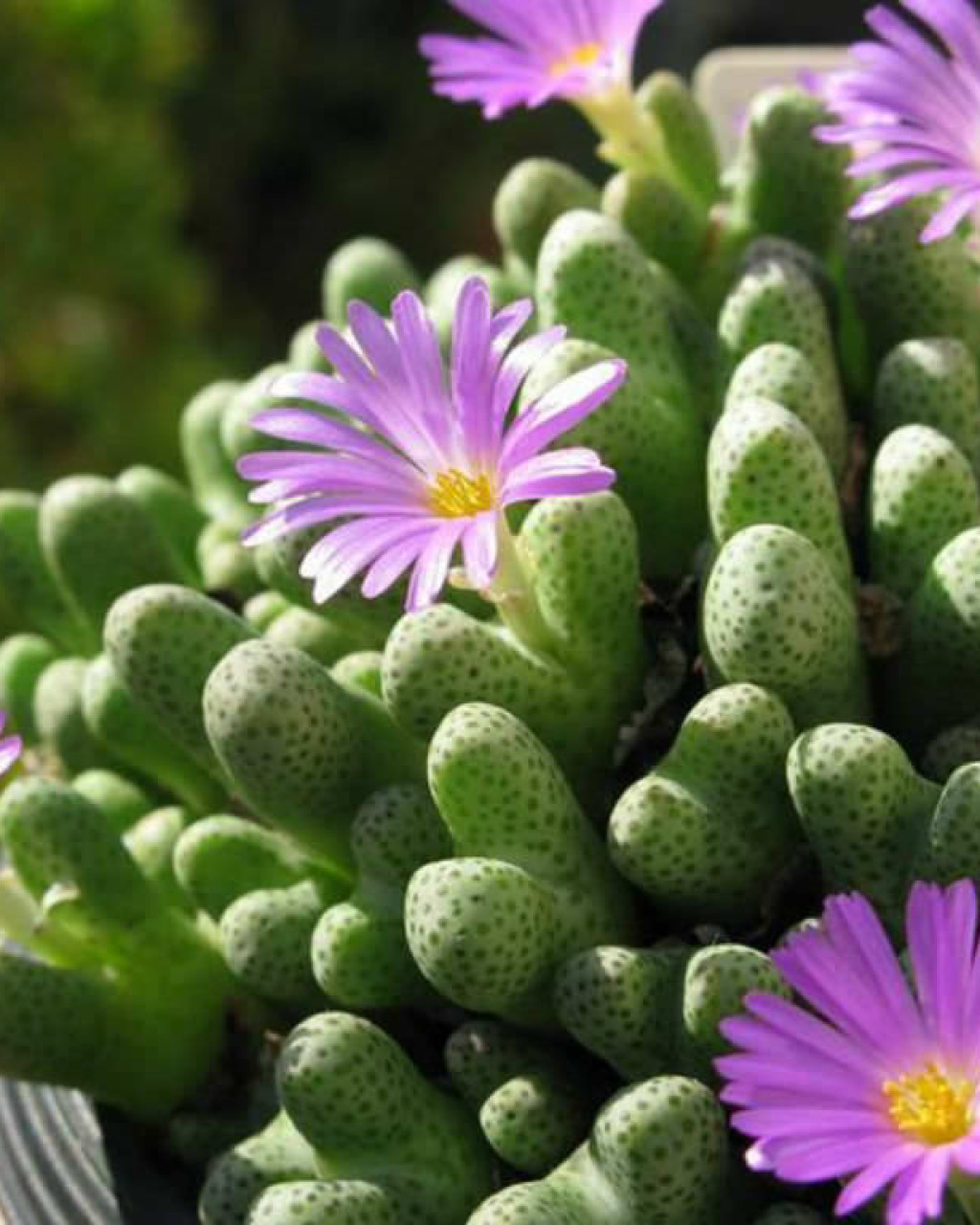 Conophytum marginatum var. haramoepense