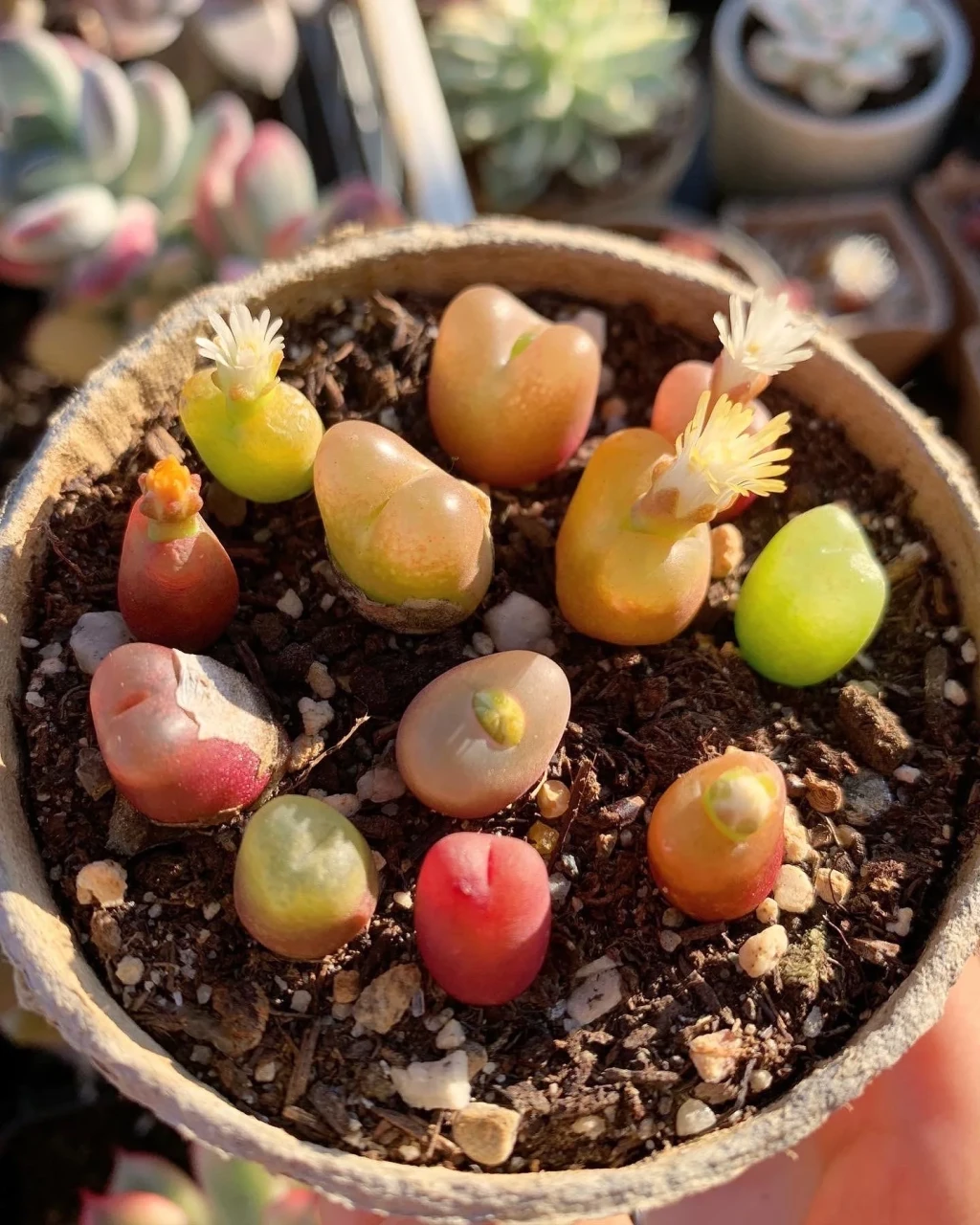 Conophytum maughanii