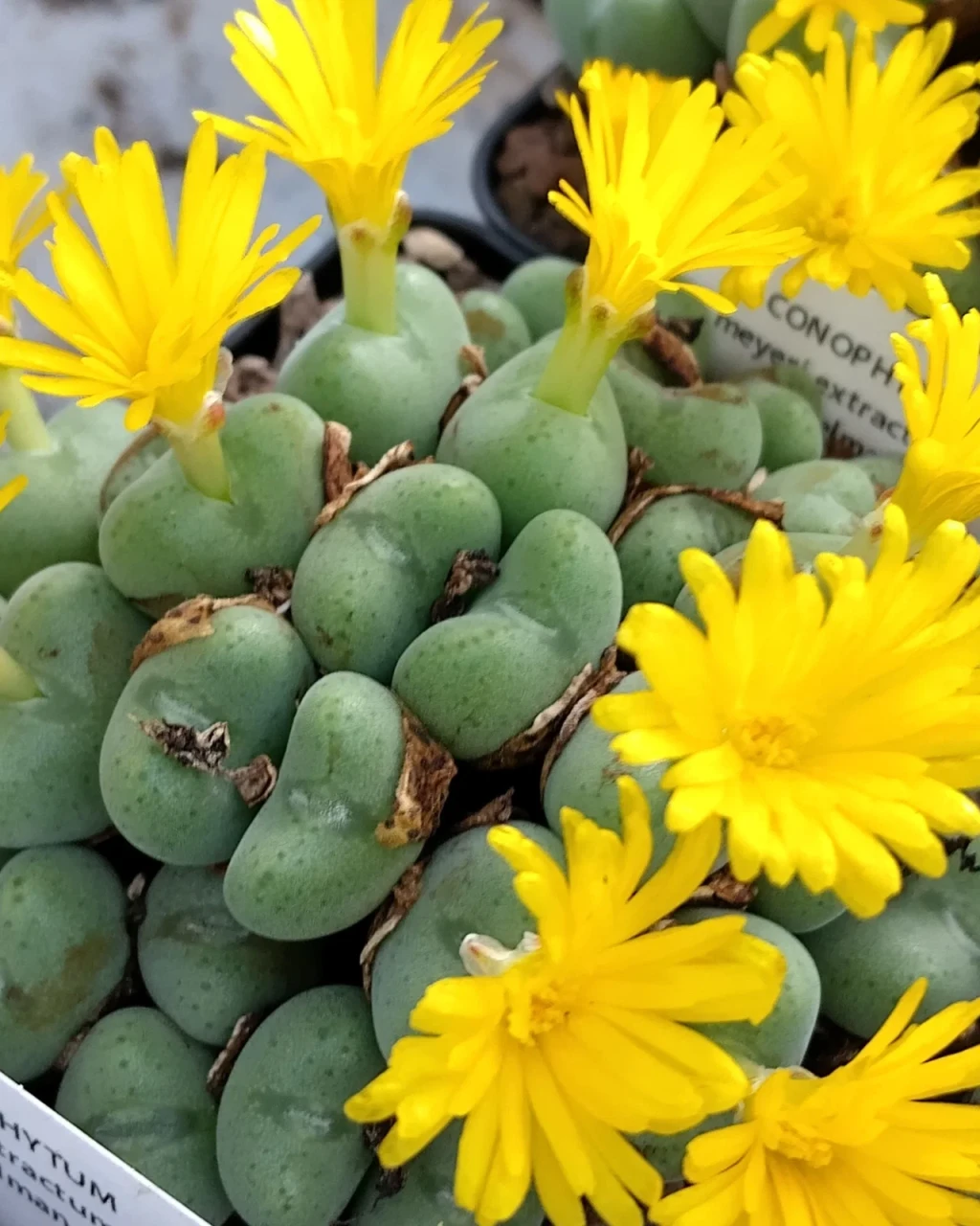 Conophytum meyeri