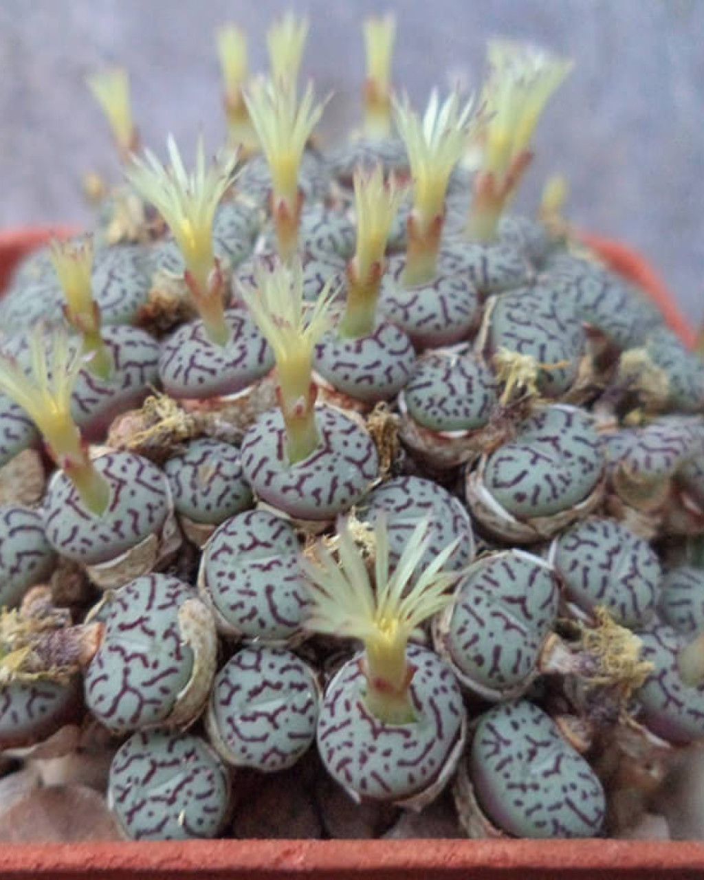 Conophytum minimum