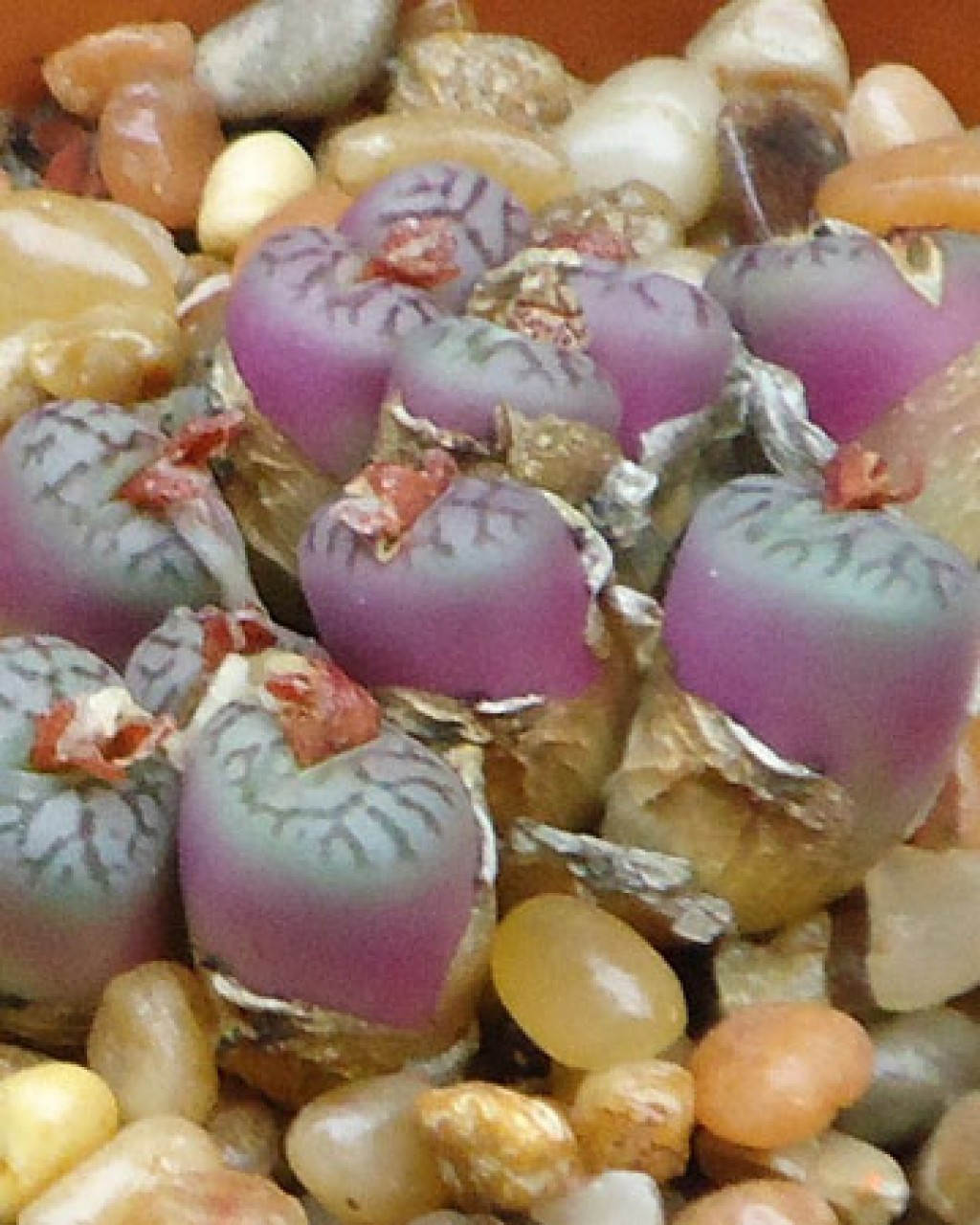 Conophytum Minimum