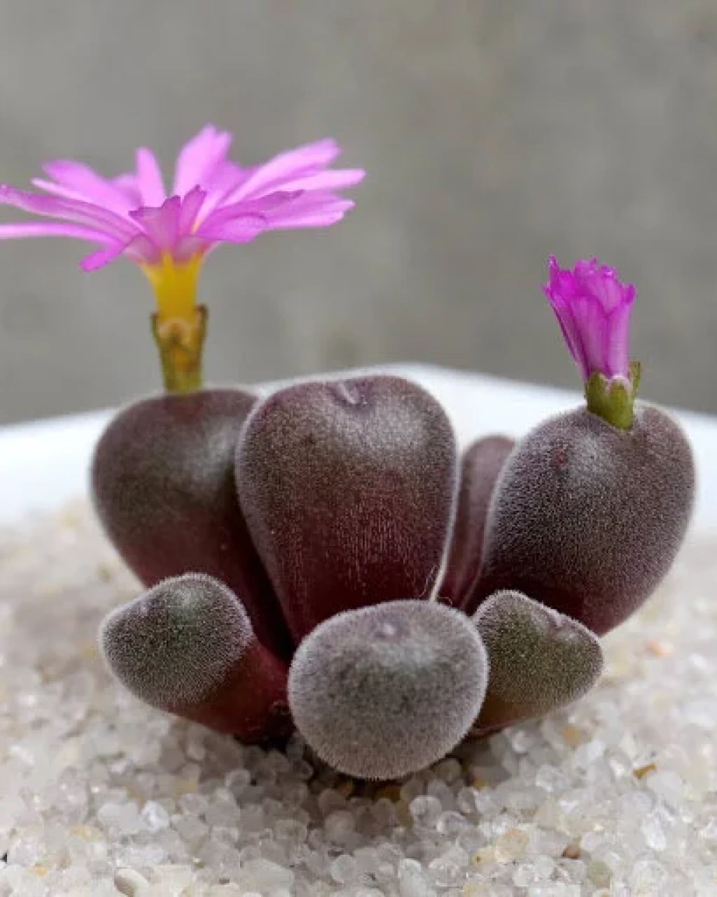 Conophytum minusculum