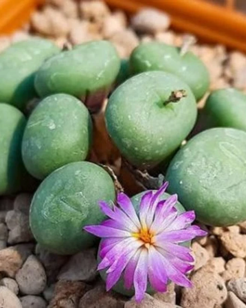 Conophytum minutum