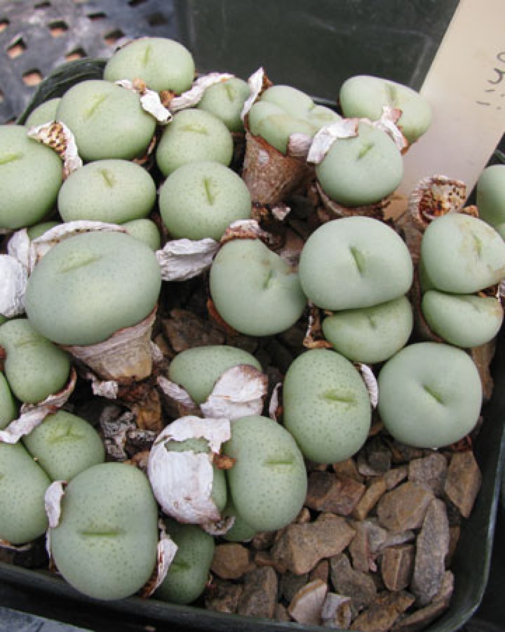 Conophytum Minutum
