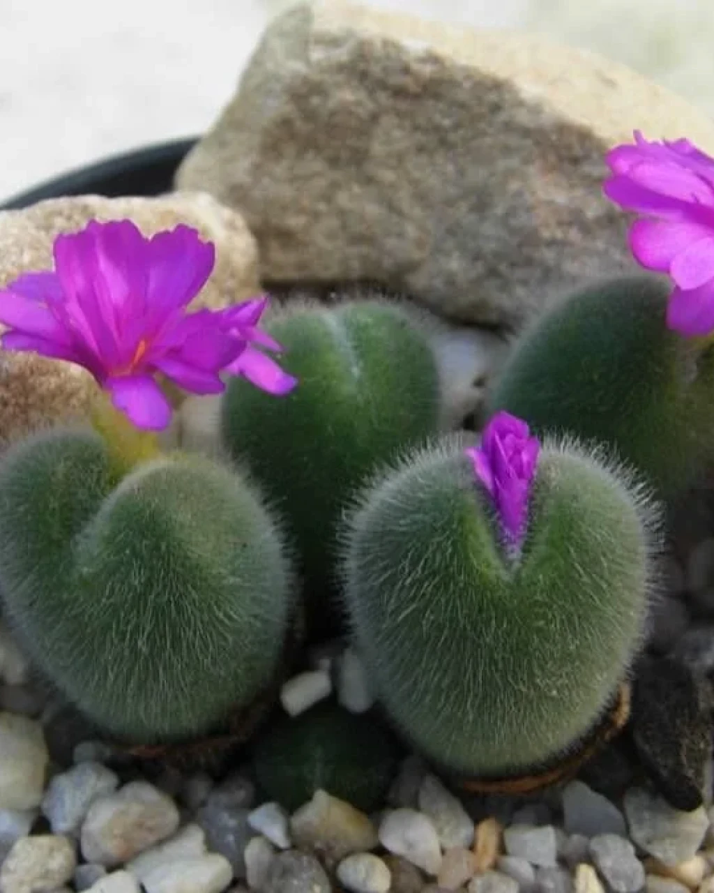 Conophytum mirabile