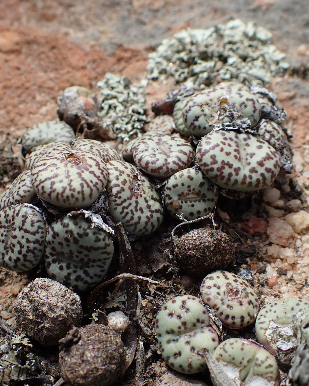 Conophytum obcordellum