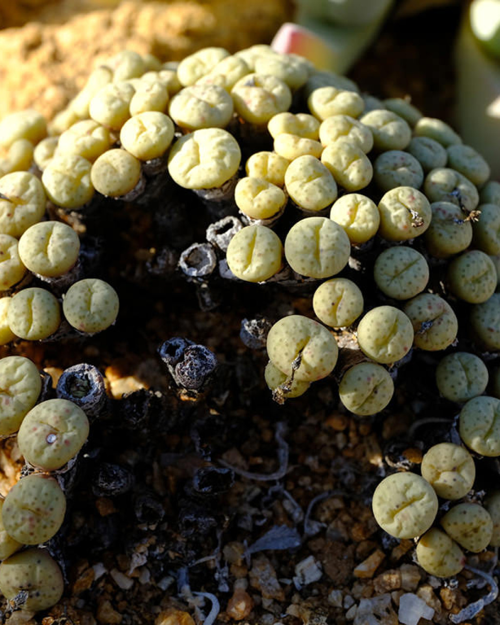 Conophytum obscurum