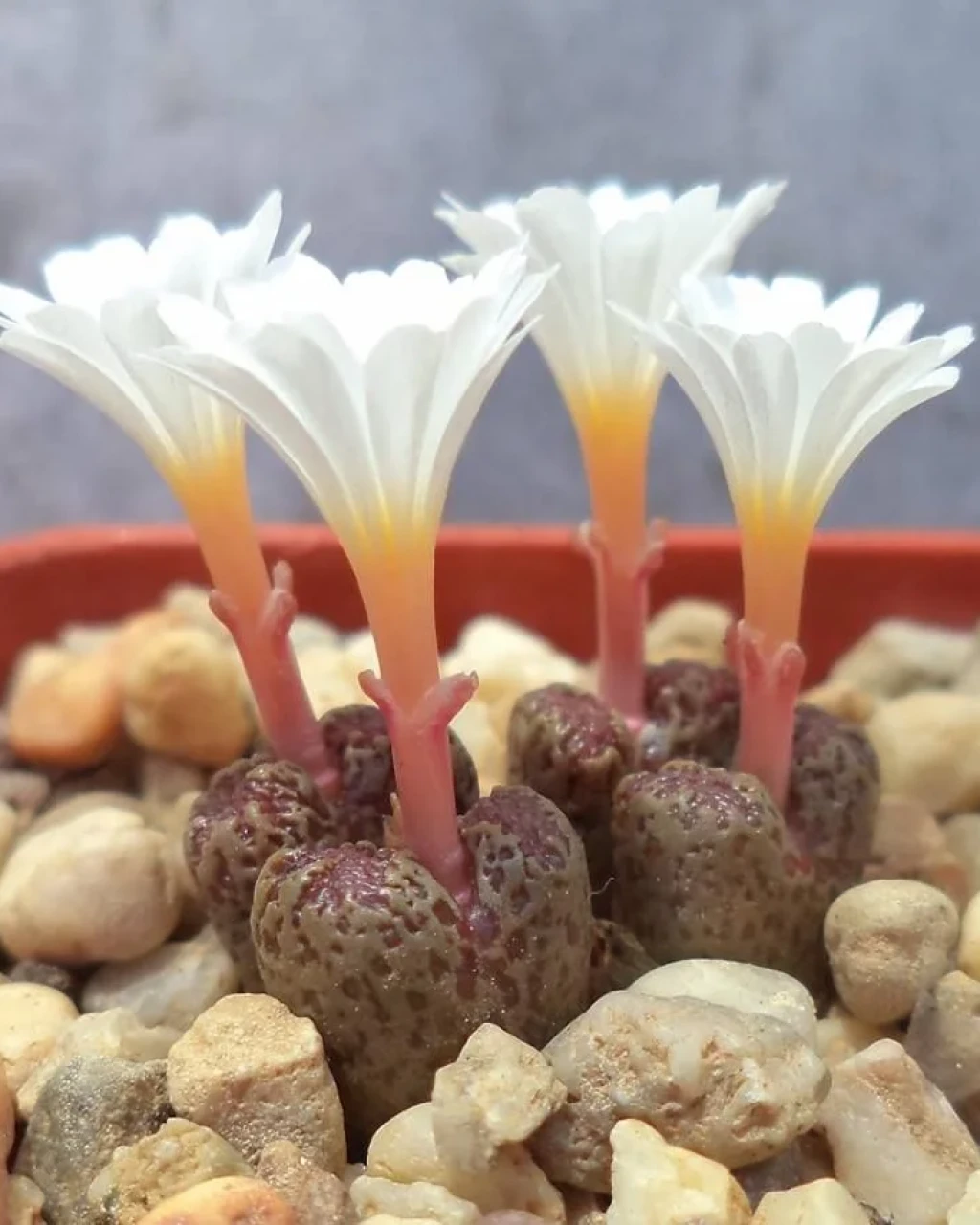 Conophytum pellucidum