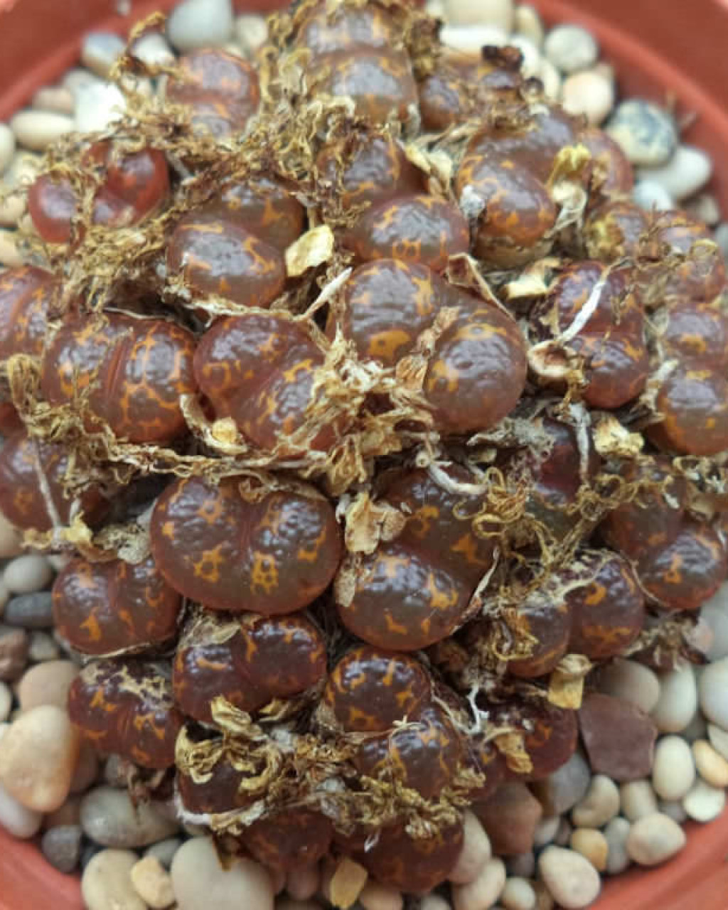 Conophytum pellucidum subsp. cupreatum