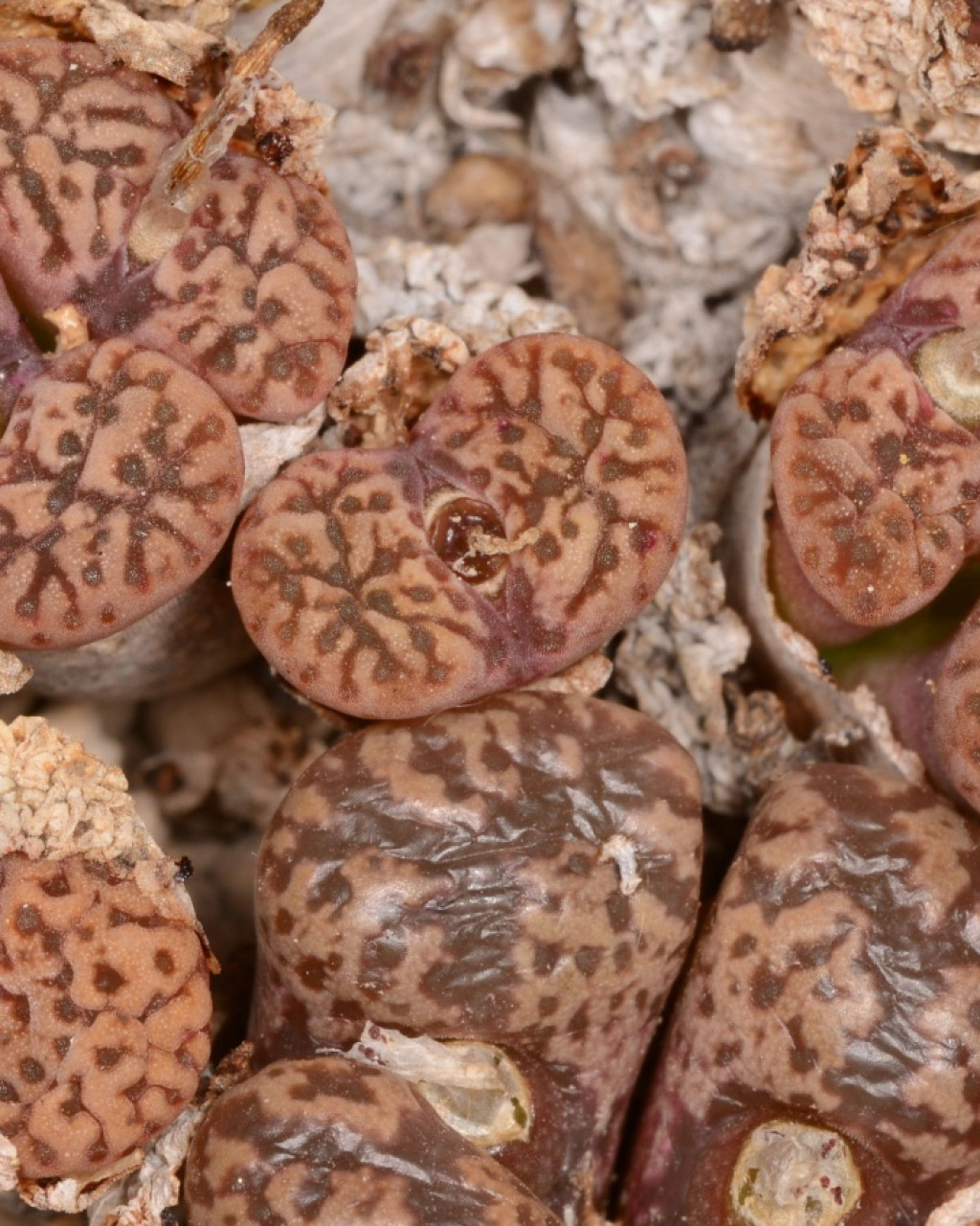 Conophytum pellucidum var. neohallii