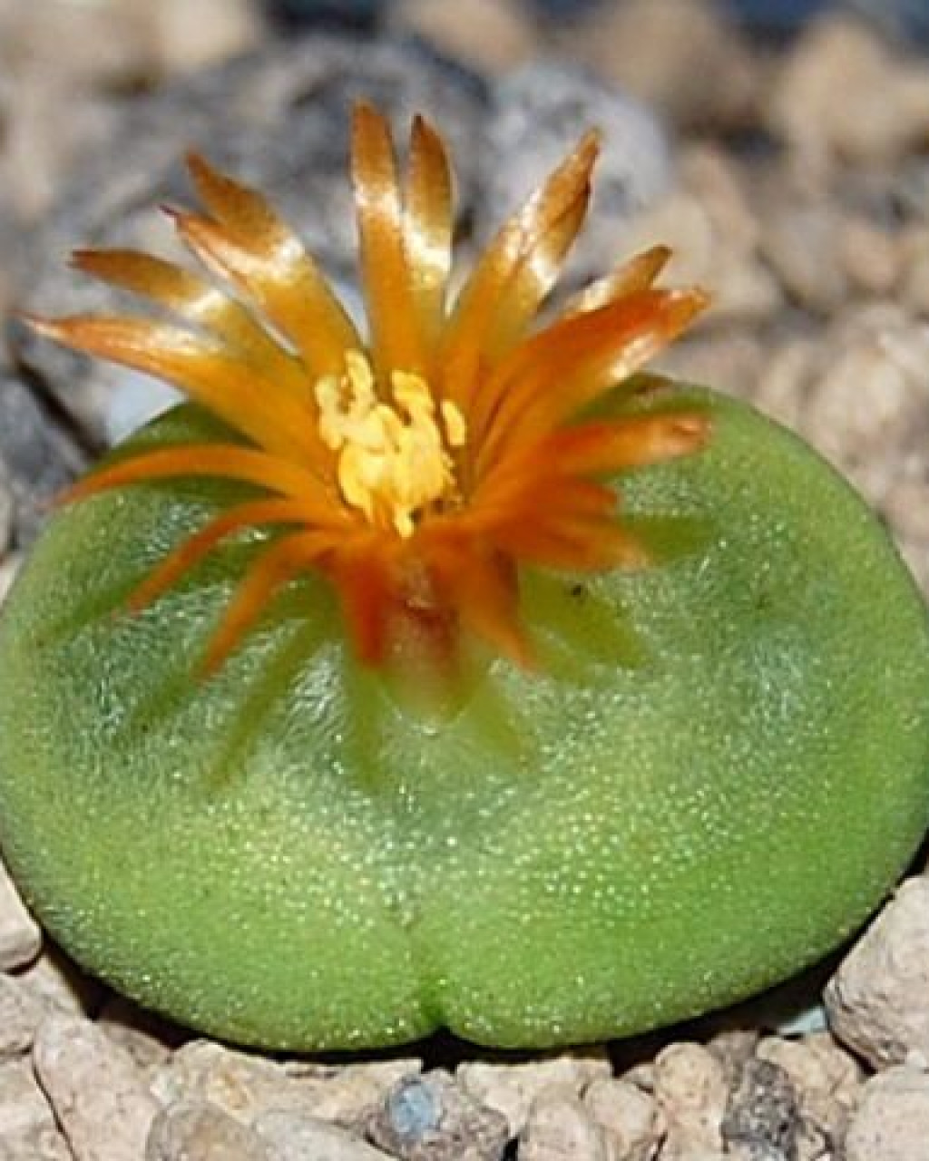 Conophytum phoeniceum