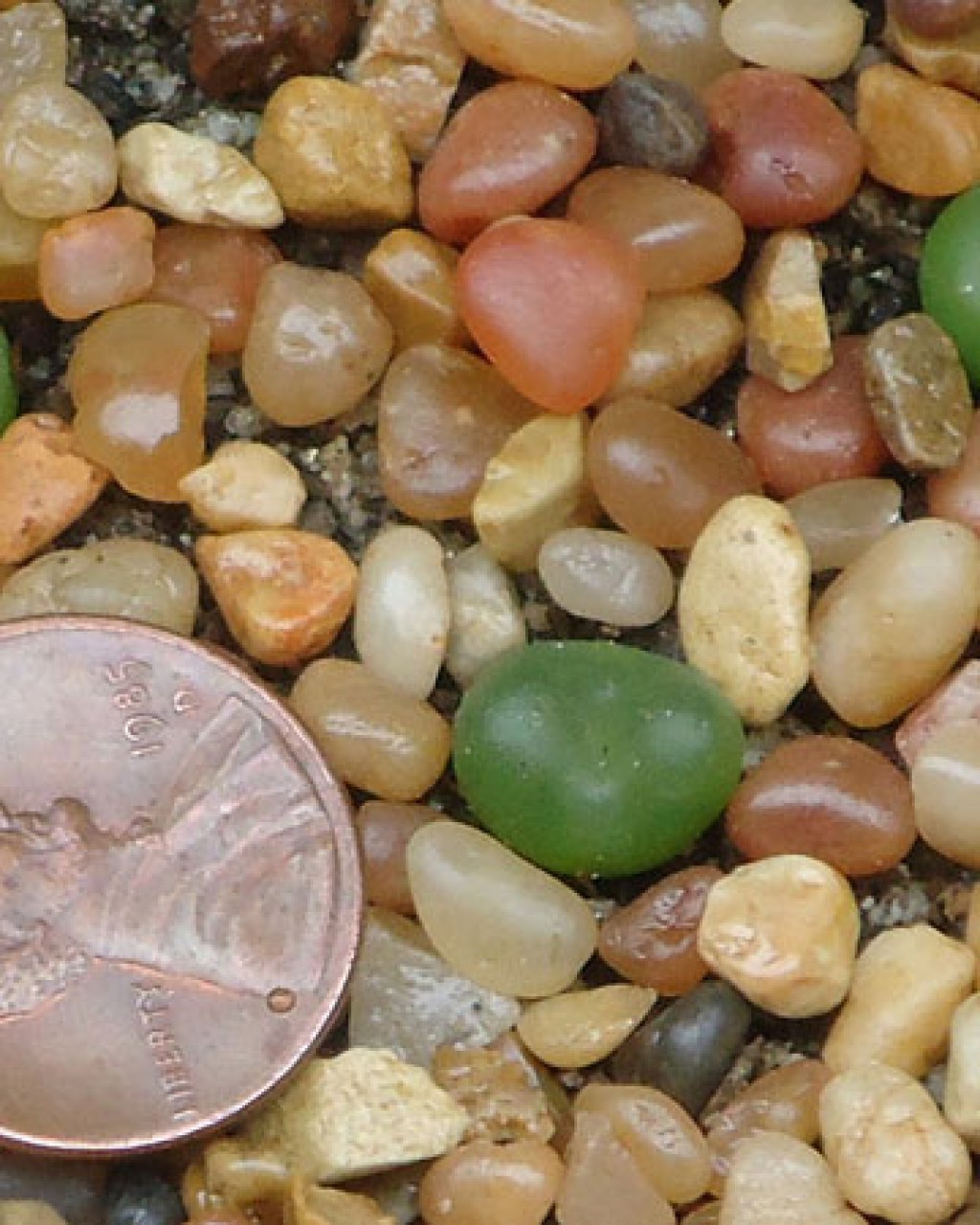 Conophytum Phoeniceum