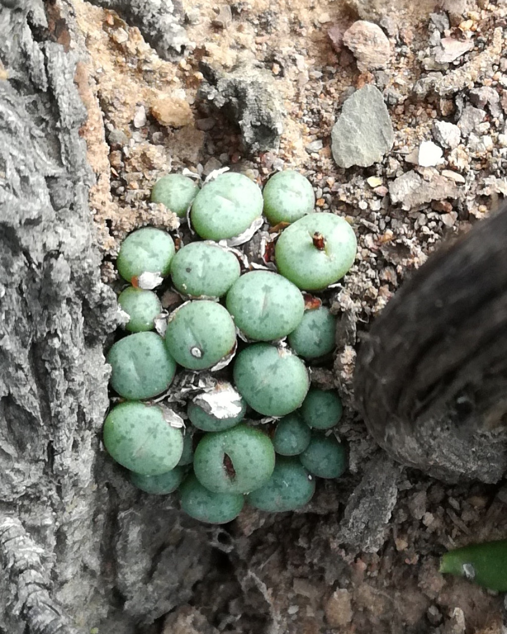 Conophytum piluliforme