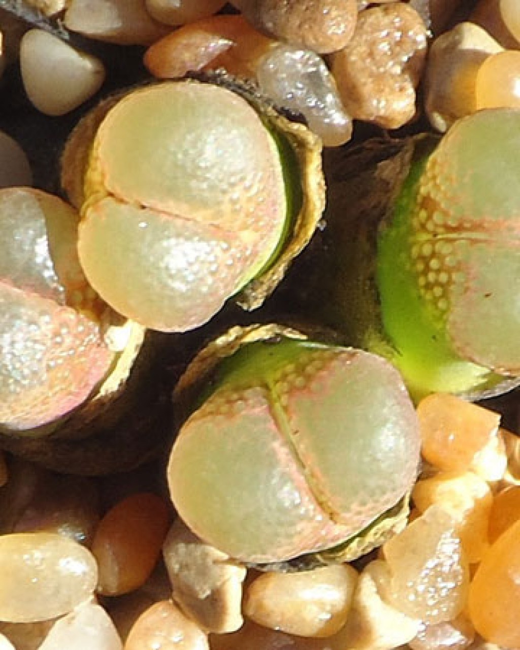 Conophytum Praesectum