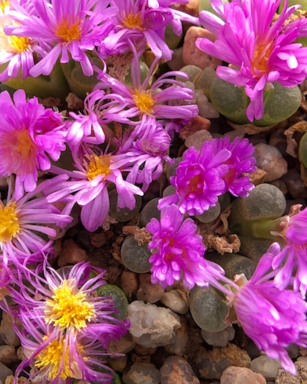 Conophytum praesectum