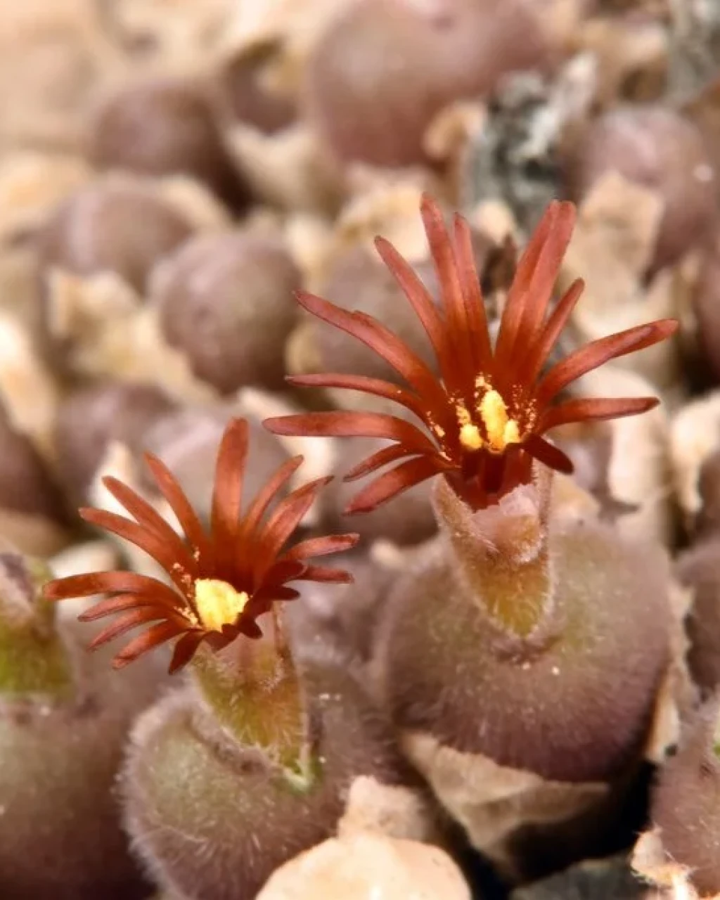 Conophytum pubicalyx