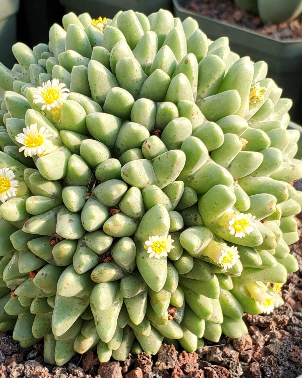Conophytum quaesitum