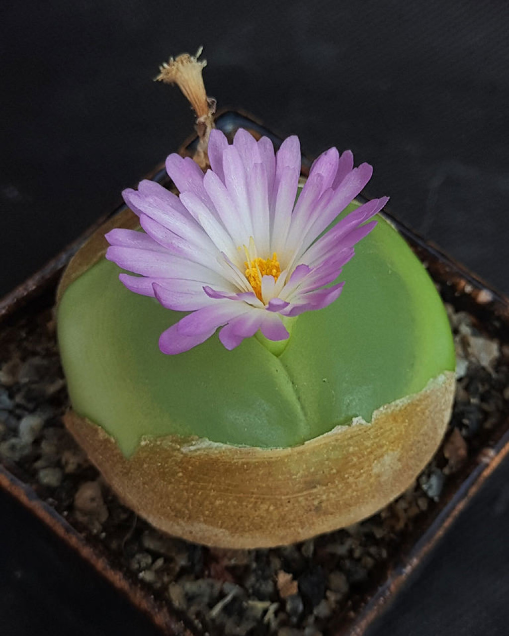 Conophytum ratum