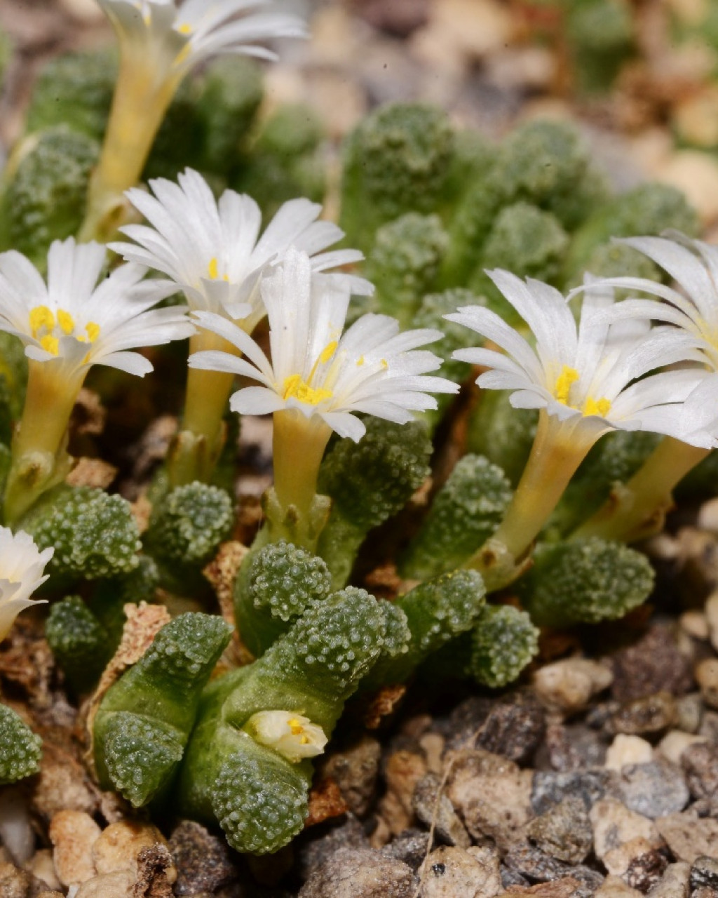 Conophytum reconditum