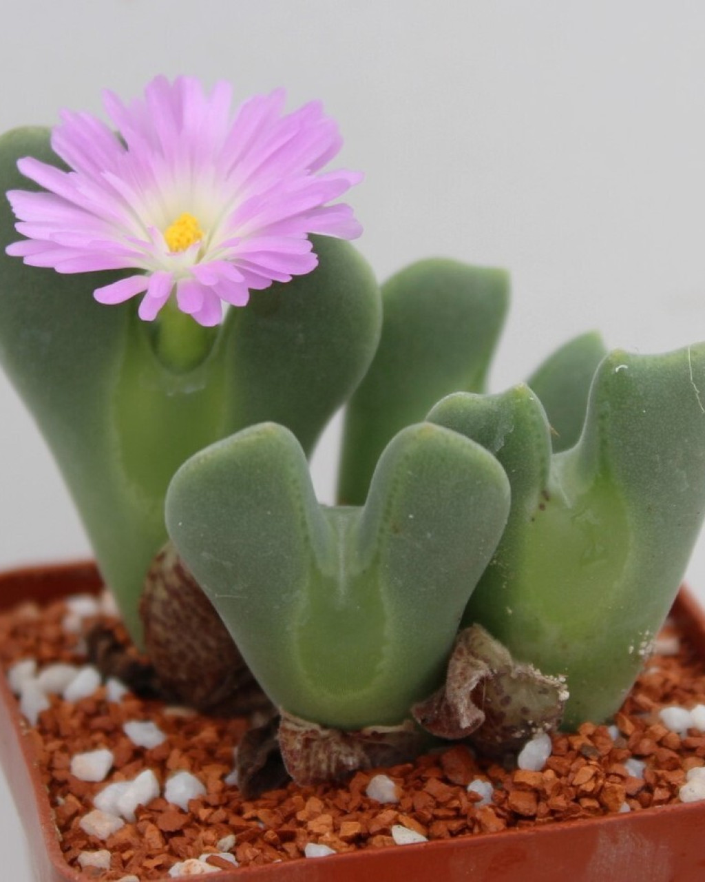 Conophytum regale