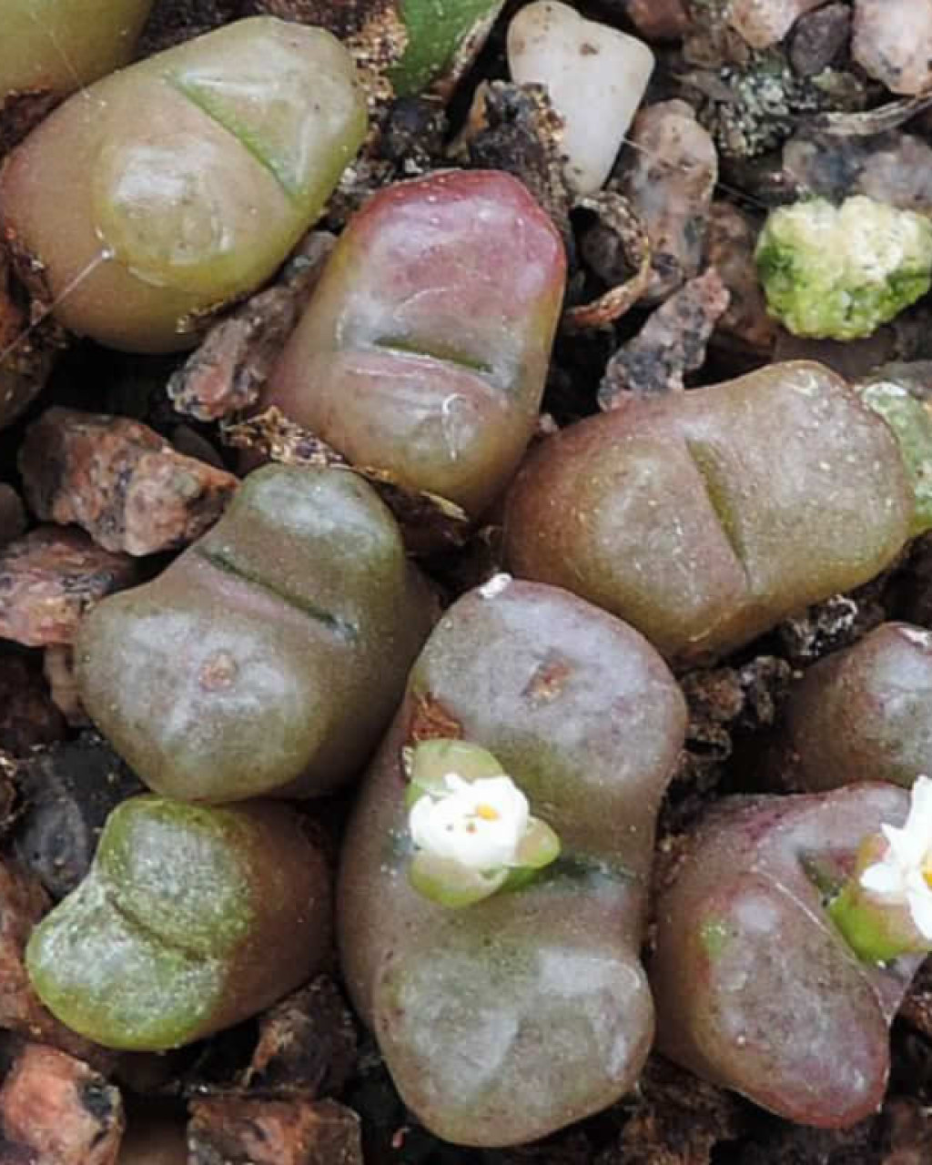 Conophytum roodiae