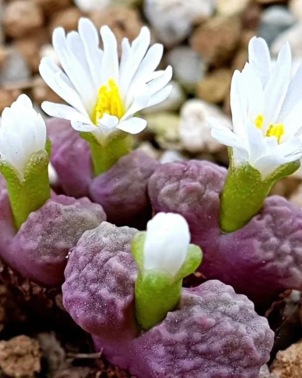 Conophytum rugosum