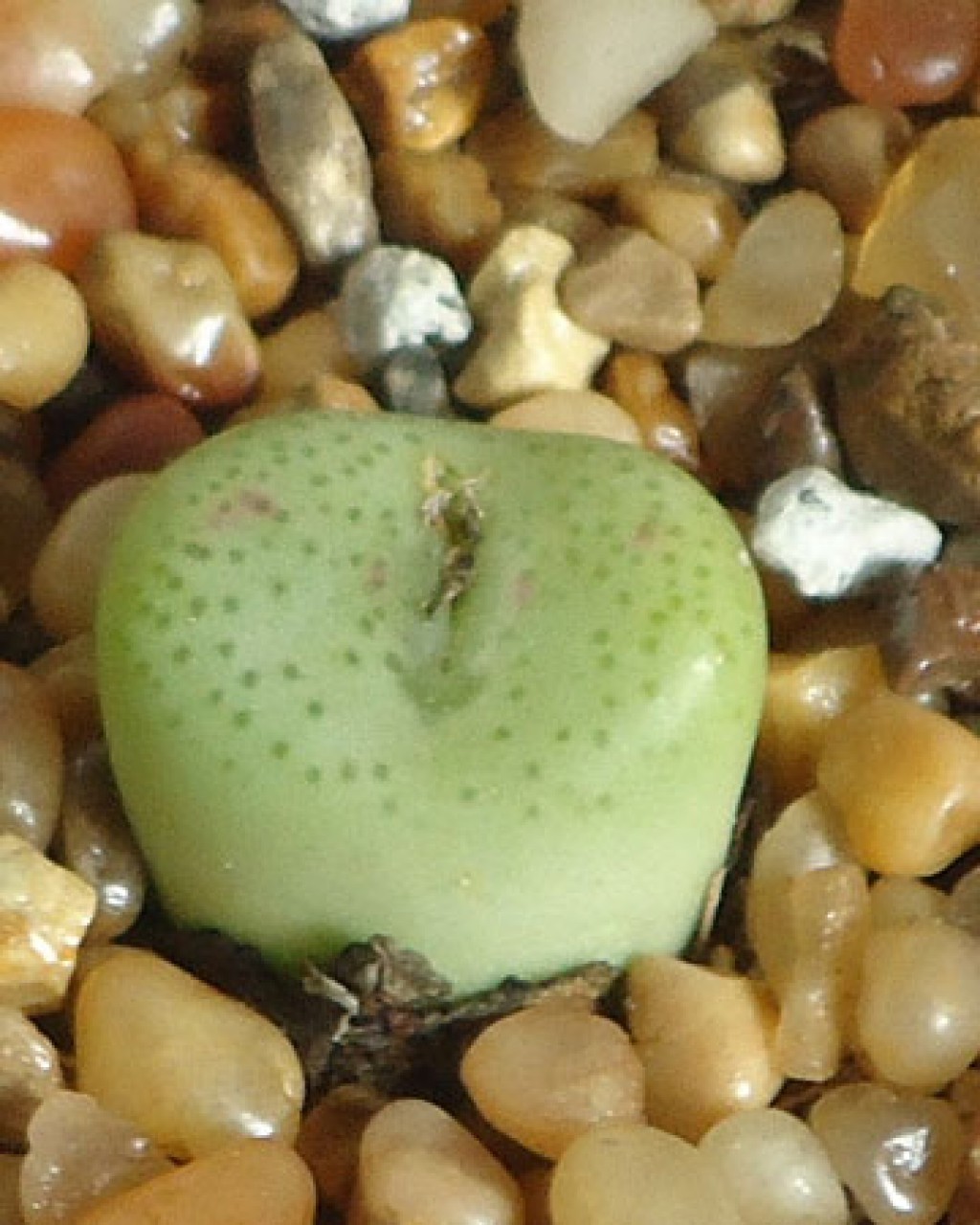 Conophytum Schlechteri
