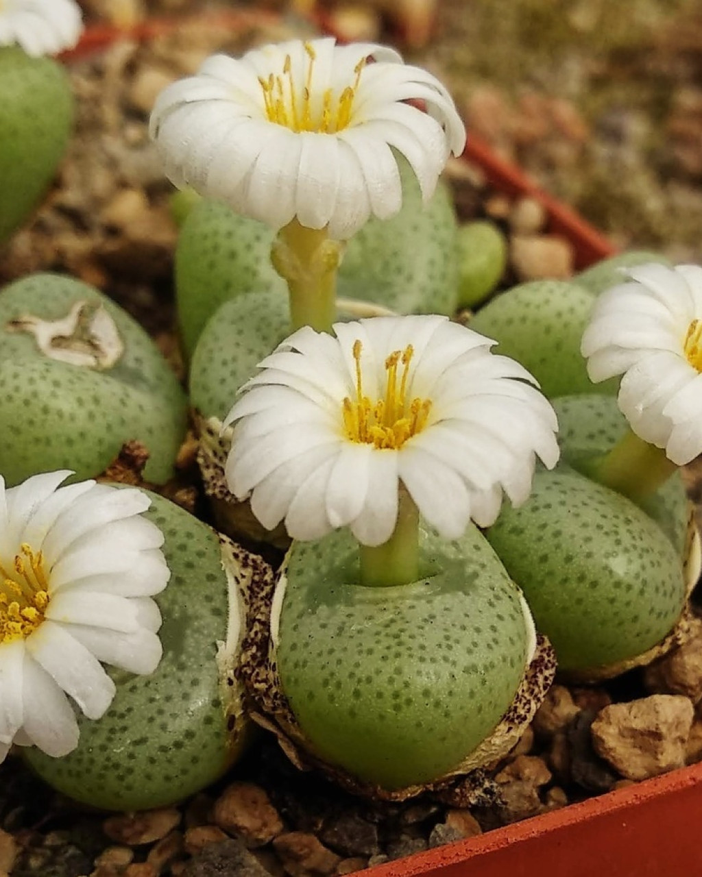 Conophytum schlechteri