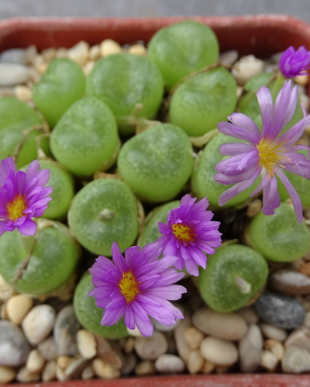 Conophytum smorenskaduense