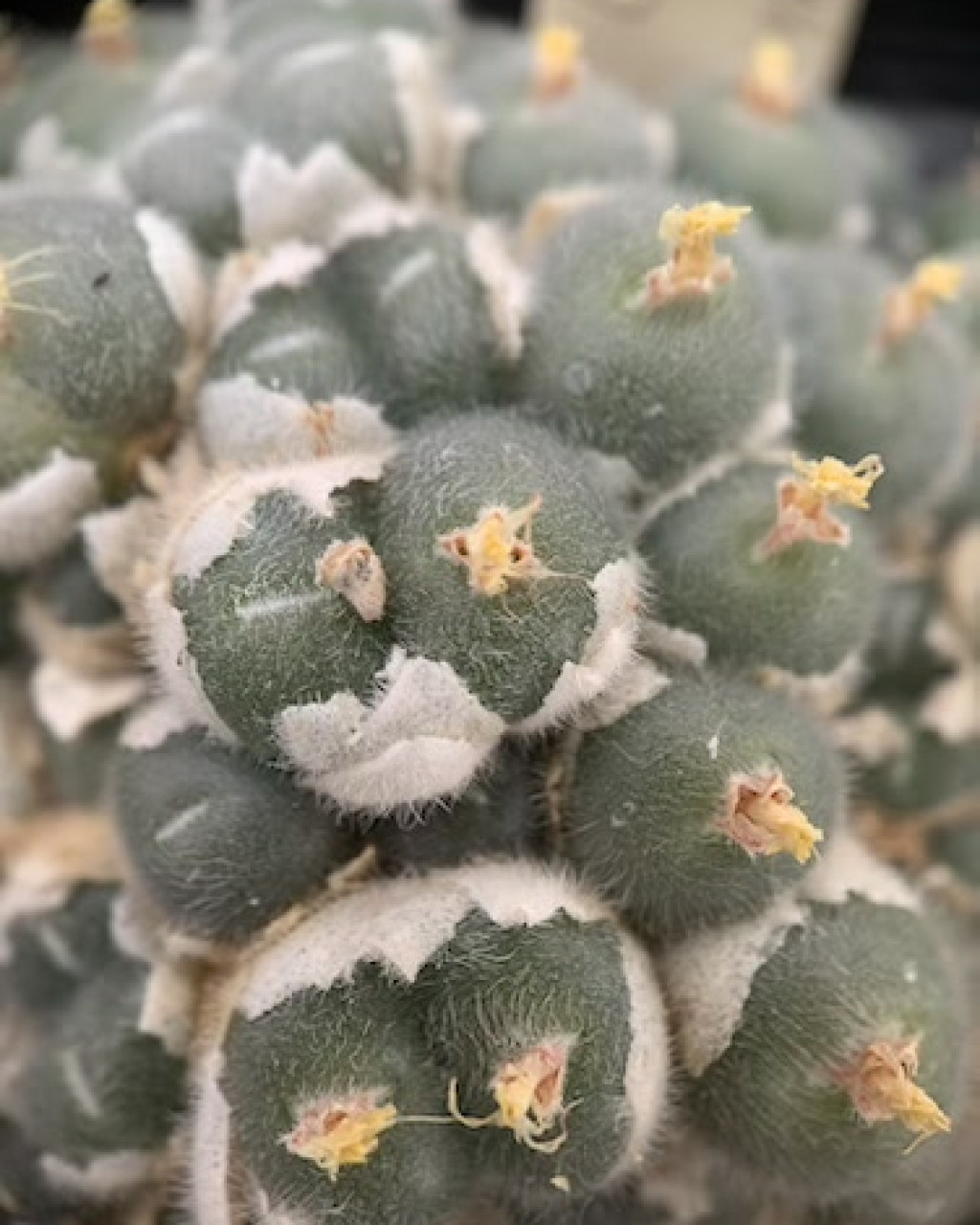 Conophytum stephanii