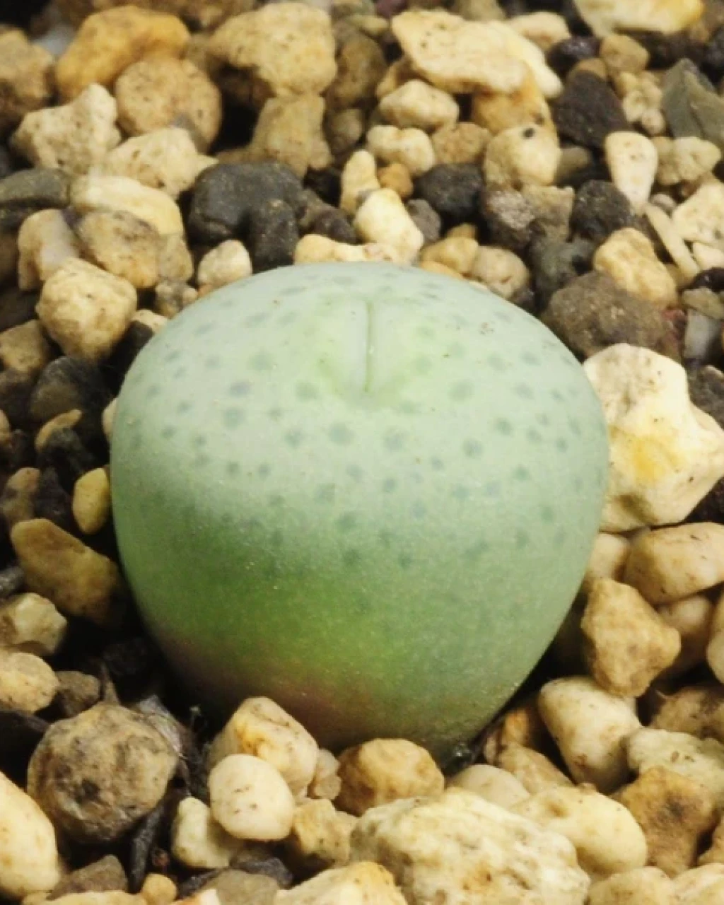 Conophytum stevens-jonesianum