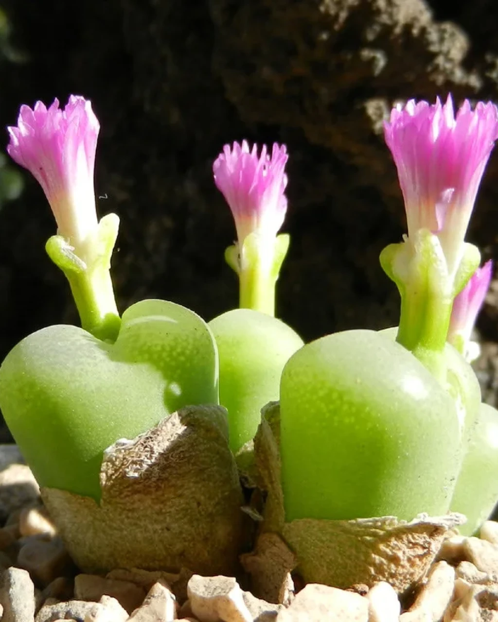 Conophytum subfenestratum