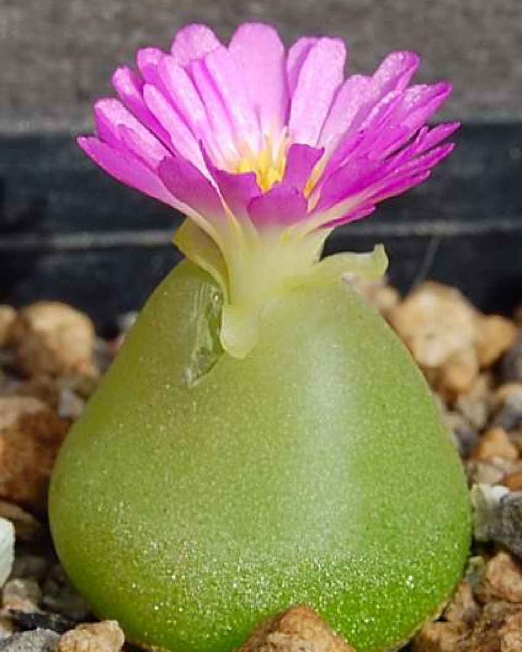Conophytum subterraneum