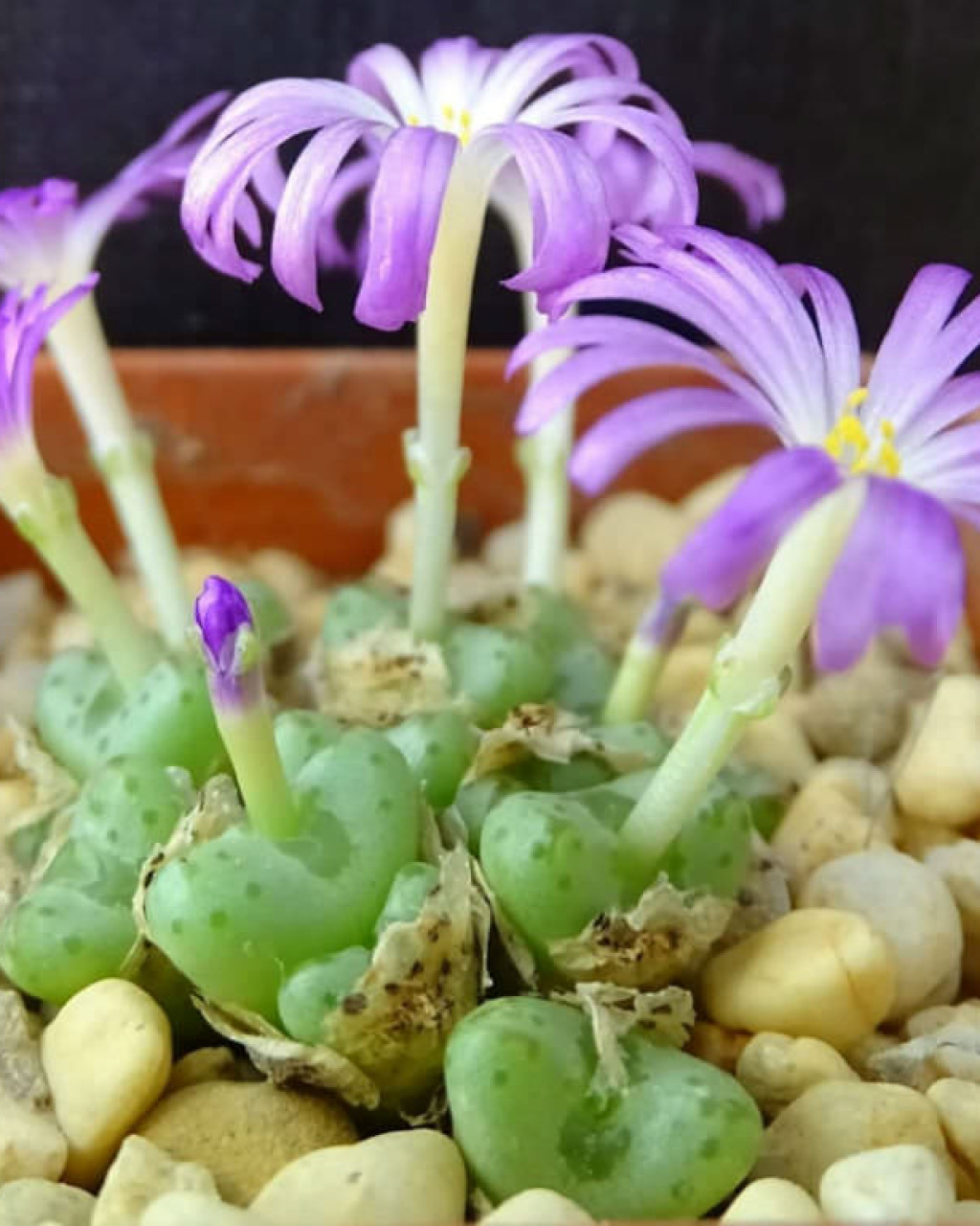 Conophytum tantillum