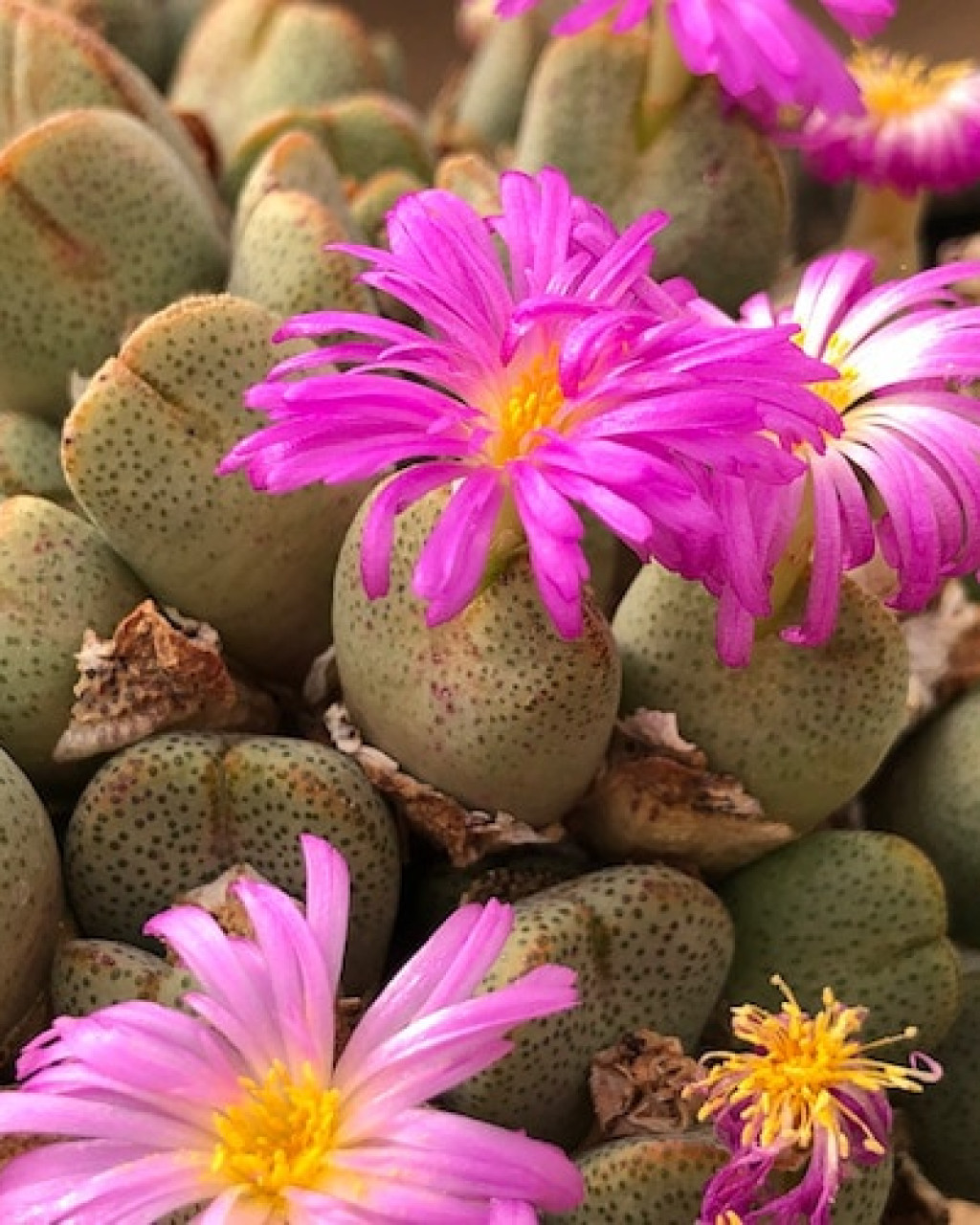 Conophytum taylorianum