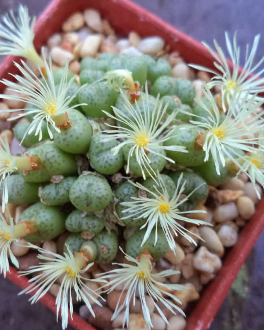 Conophytum truncatum