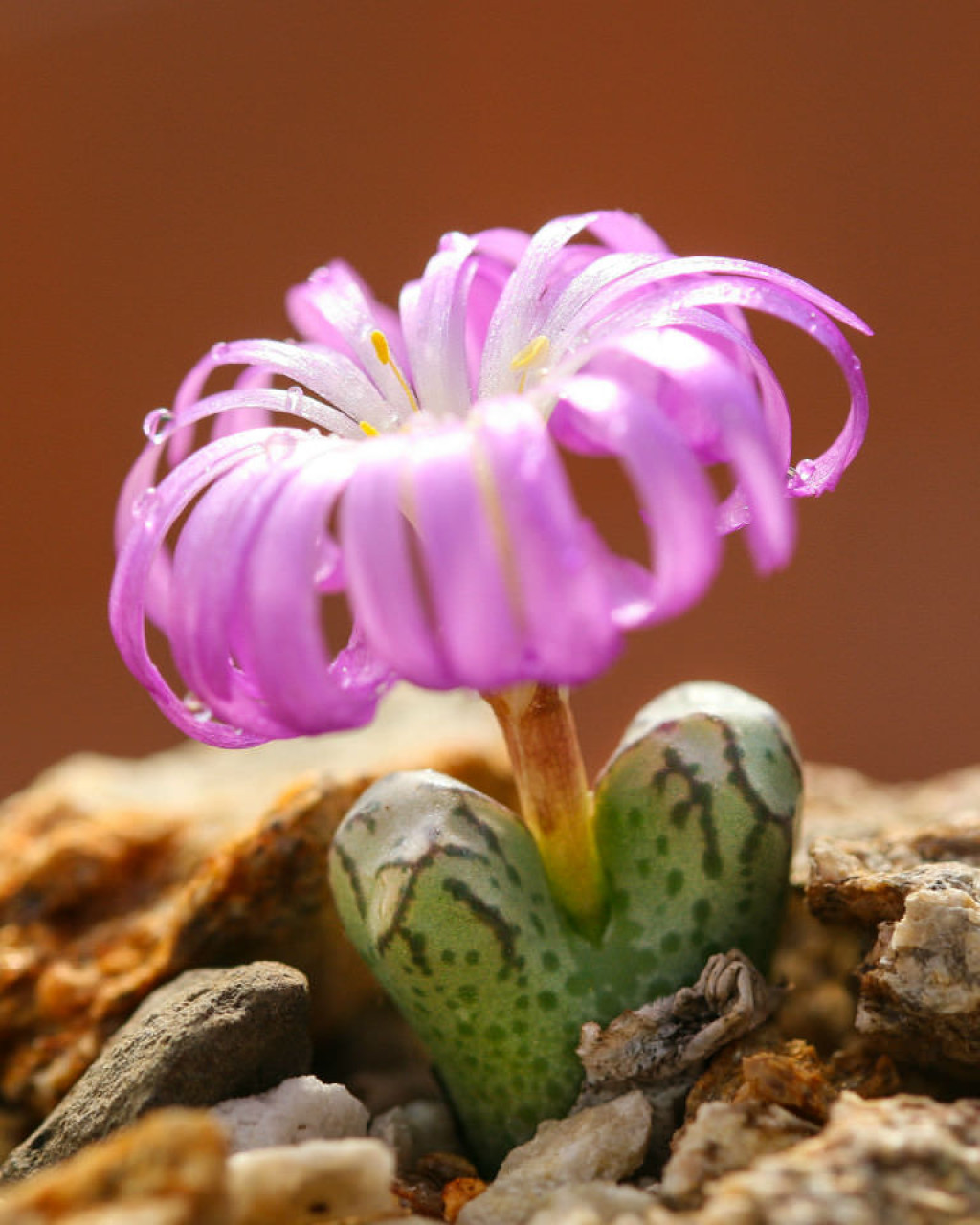Conophytum turrigerum