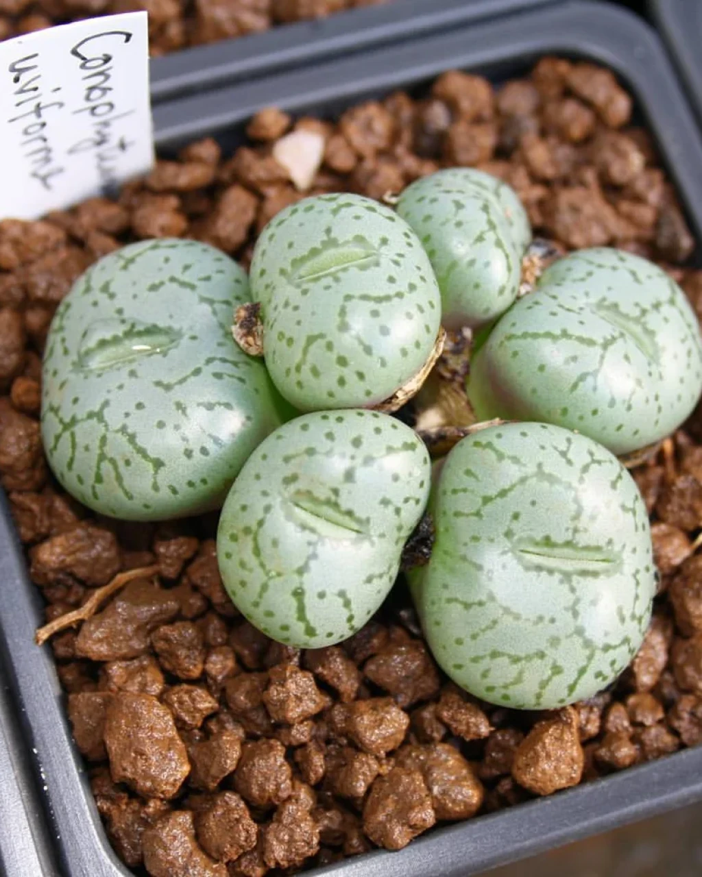 Conophytum uviforme